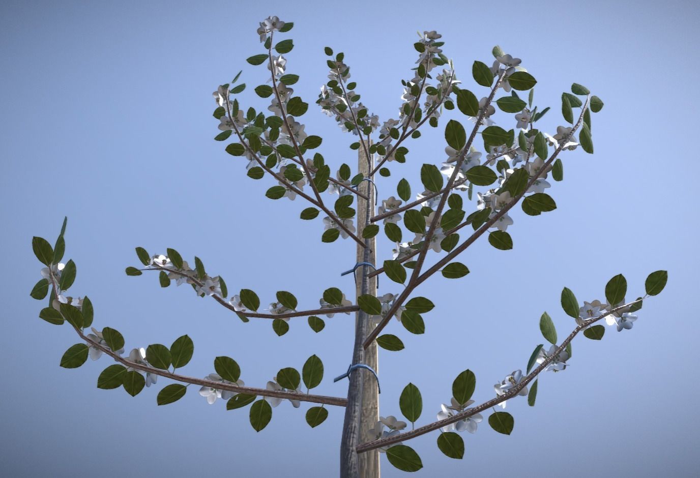 Small Pear Trees - Four Seasons Low-poly 3D model_16