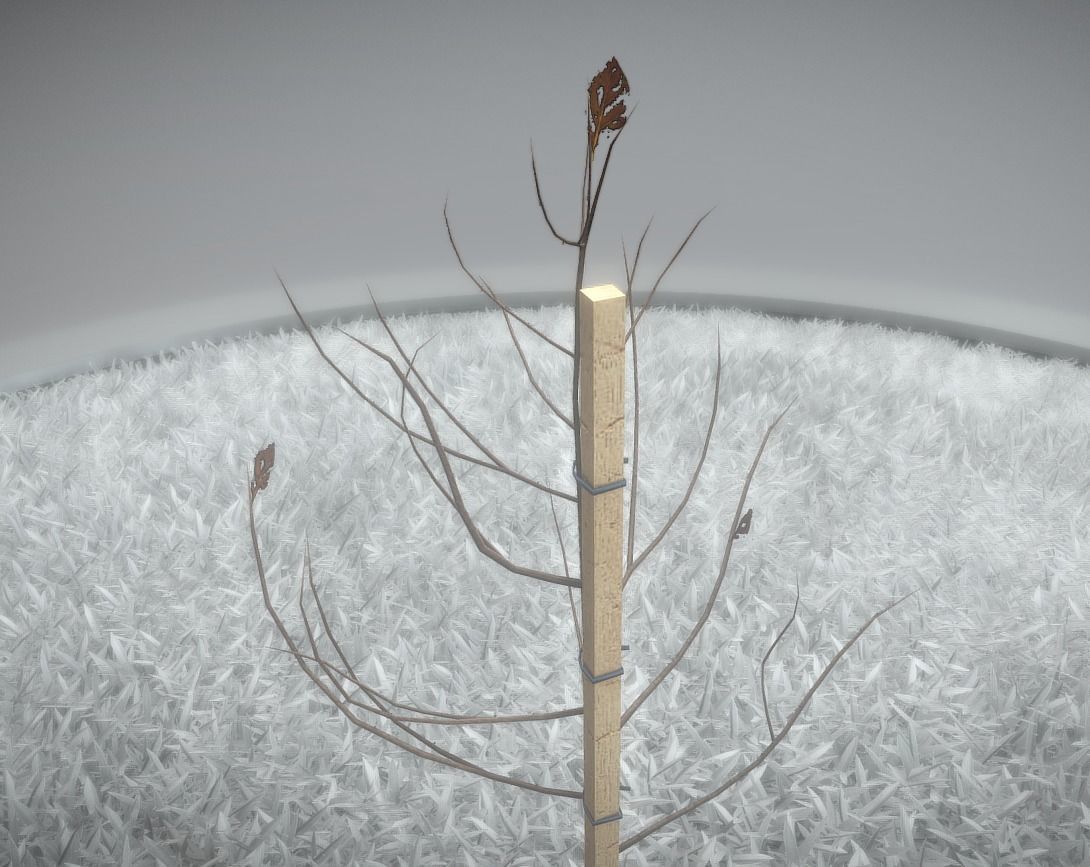 Small Pear Trees - Four Seasons Low-poly 3D model_50