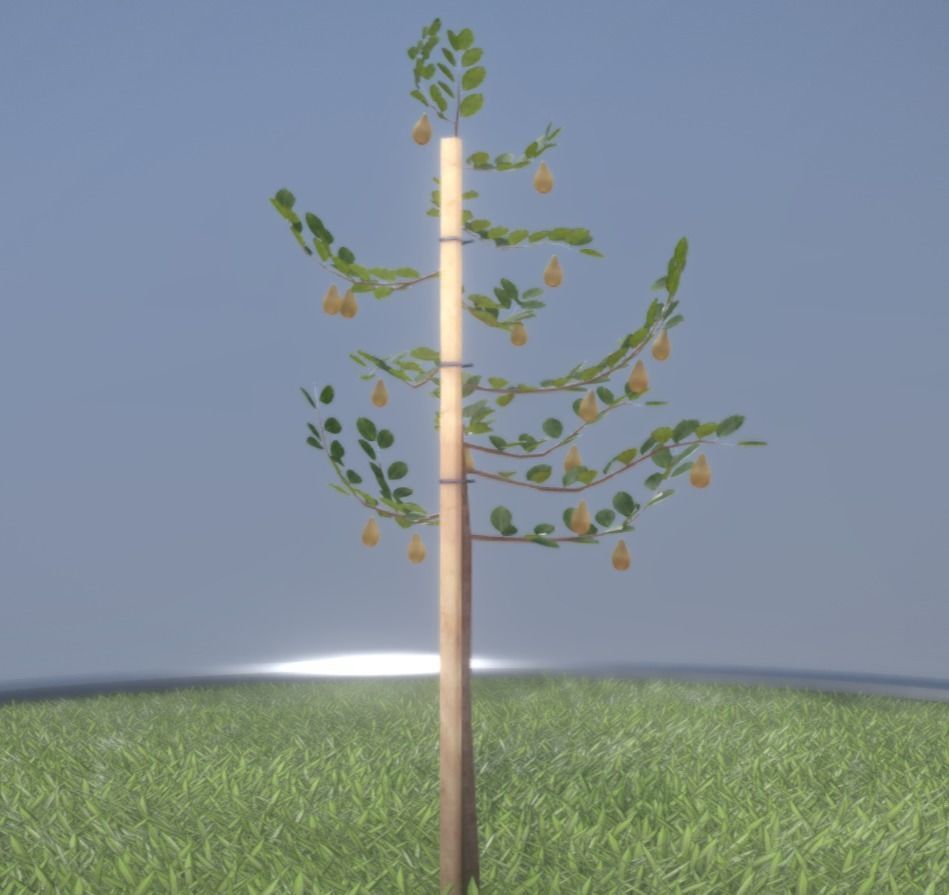 Small Pear Trees - Four Seasons Low-poly 3D model_35