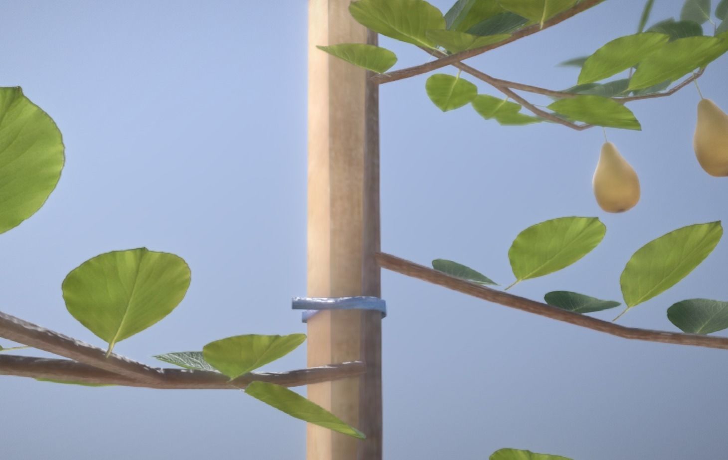 Small Pear Trees - Four Seasons Low-poly 3D model_44