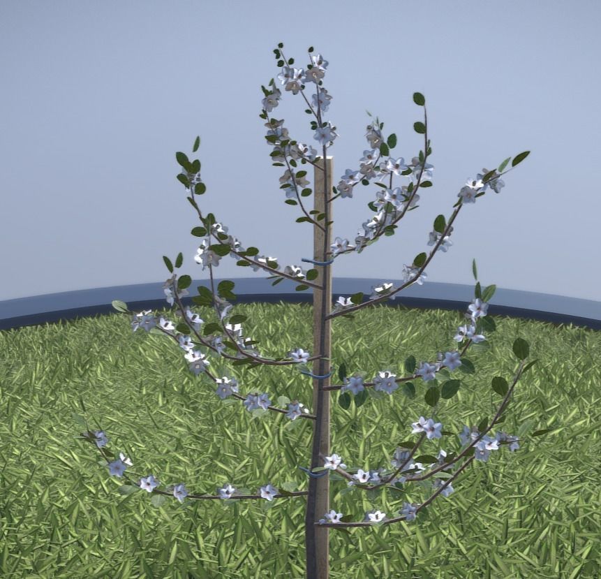 Small Pear Trees - Four Seasons Low-poly 3D model_29