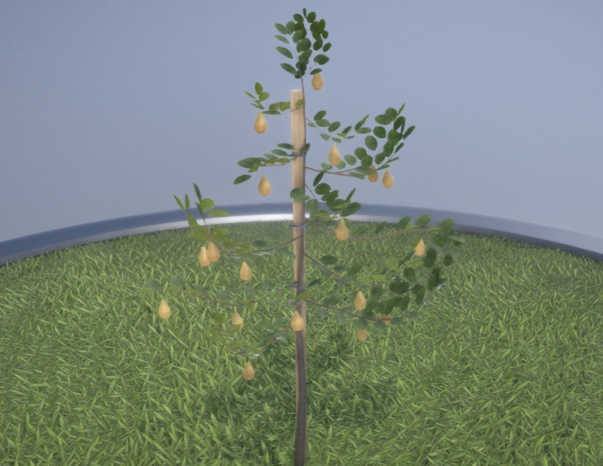 Small Pear Trees - Four Seasons Low-poly 3D model_42
