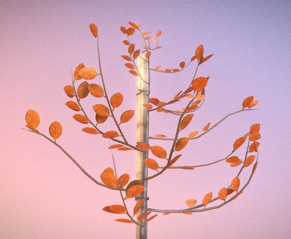 Small Pear Trees - Four Seasons Low-poly 3D model_10