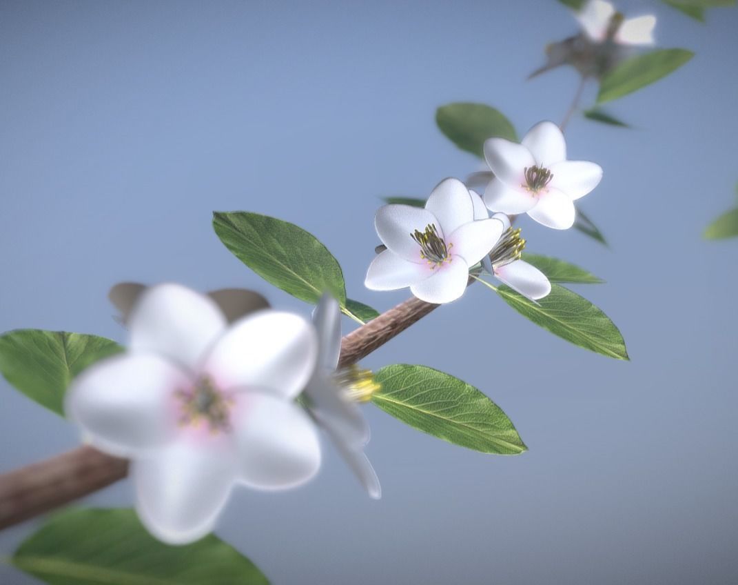 Small Pear Trees - Four Seasons Low-poly 3D model_2