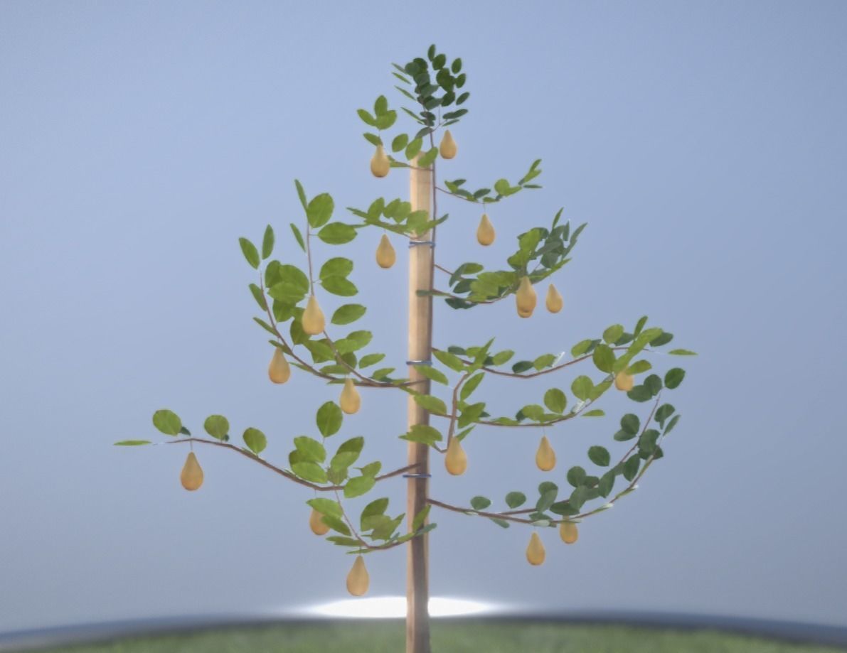 Small Pear Trees - Four Seasons Low-poly 3D model_43