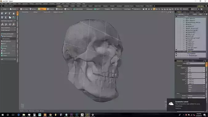 adult male skull 3D model