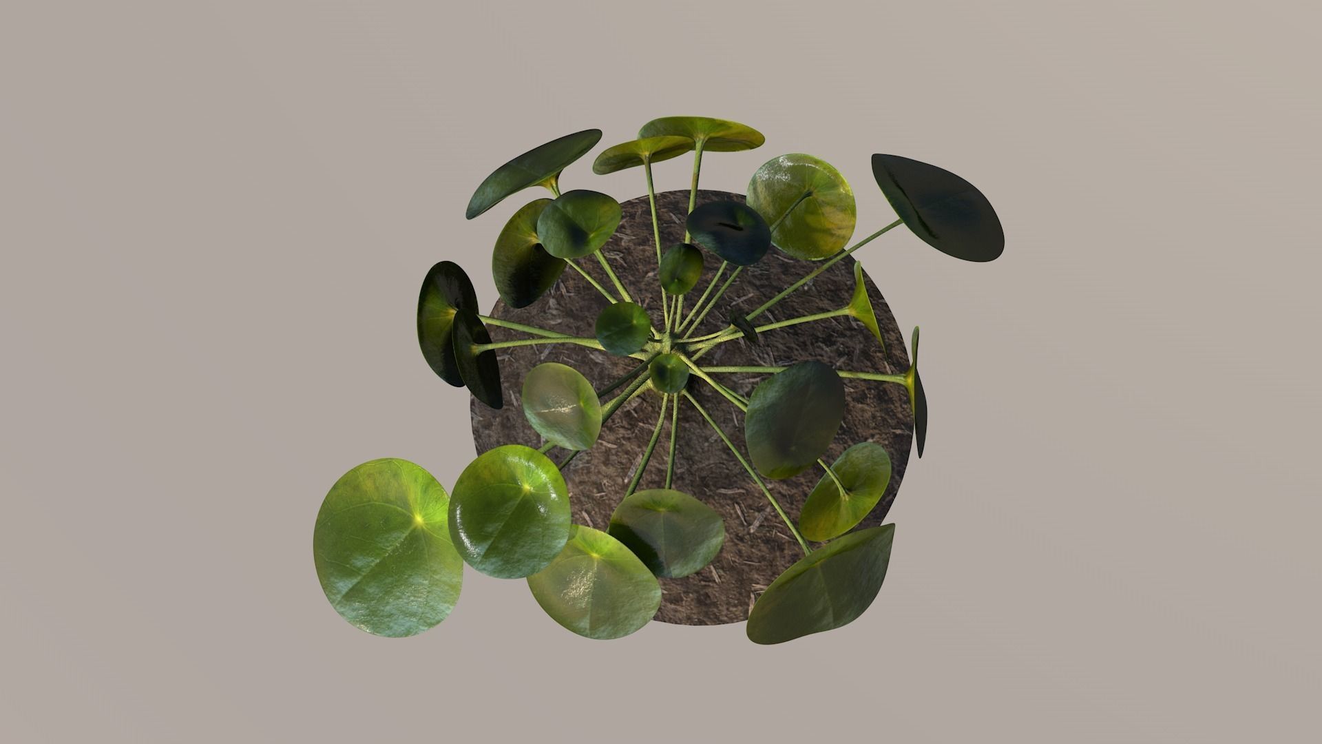 Plant elephantear  Chinese money plant Low-poly 3D model_1