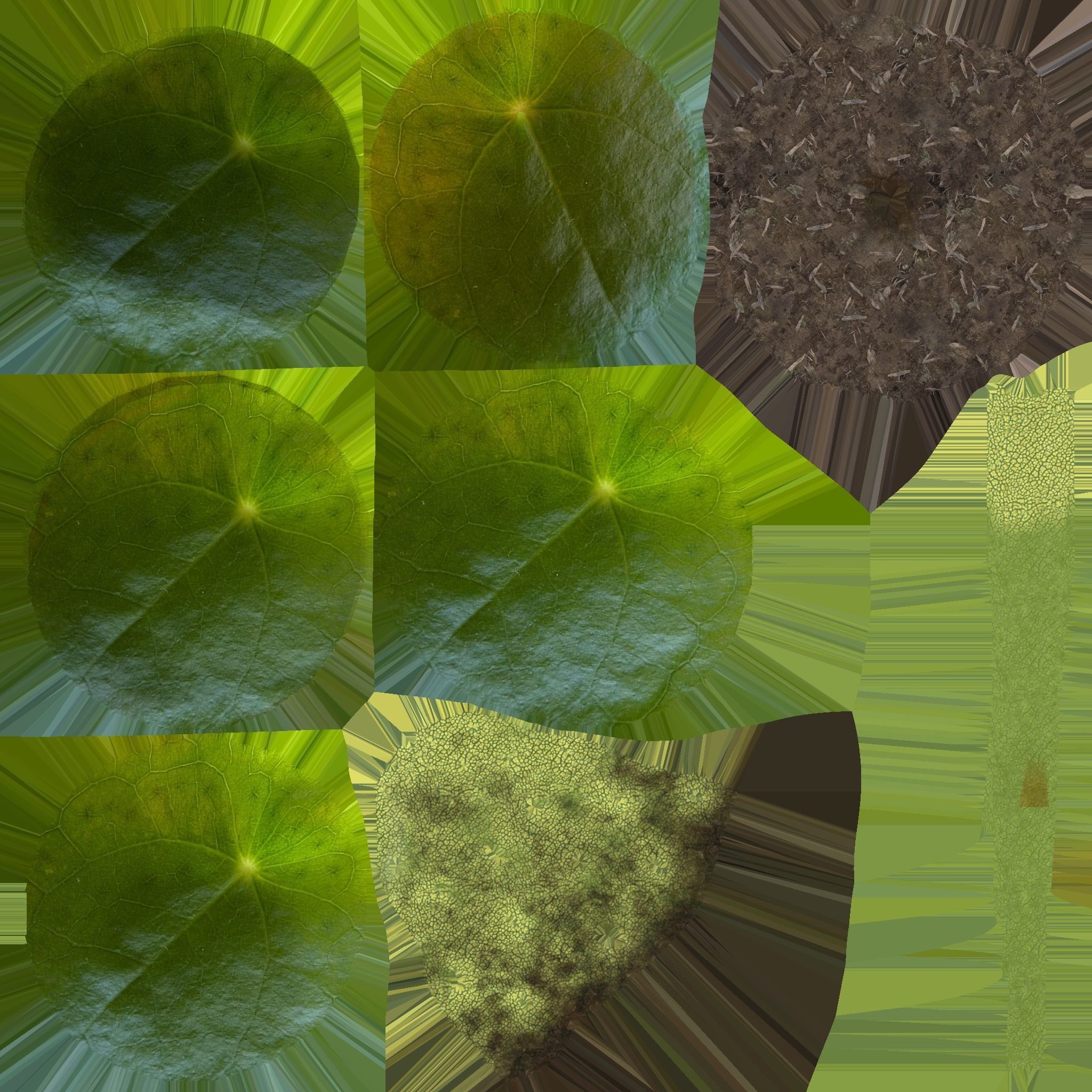 Plant elephantear  Chinese money plant Low-poly 3D model_10