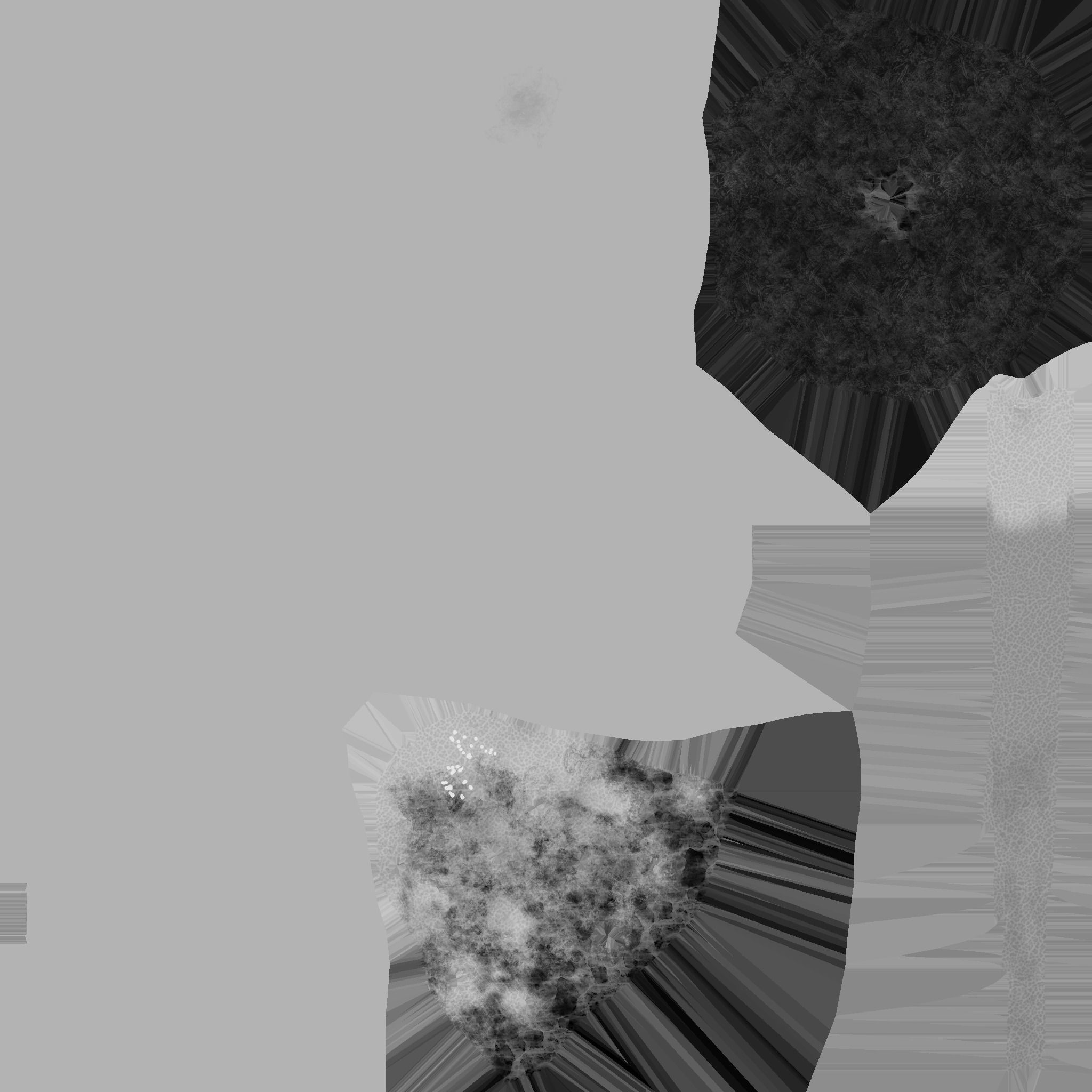 Plant elephantear  Chinese money plant Low-poly 3D model_6