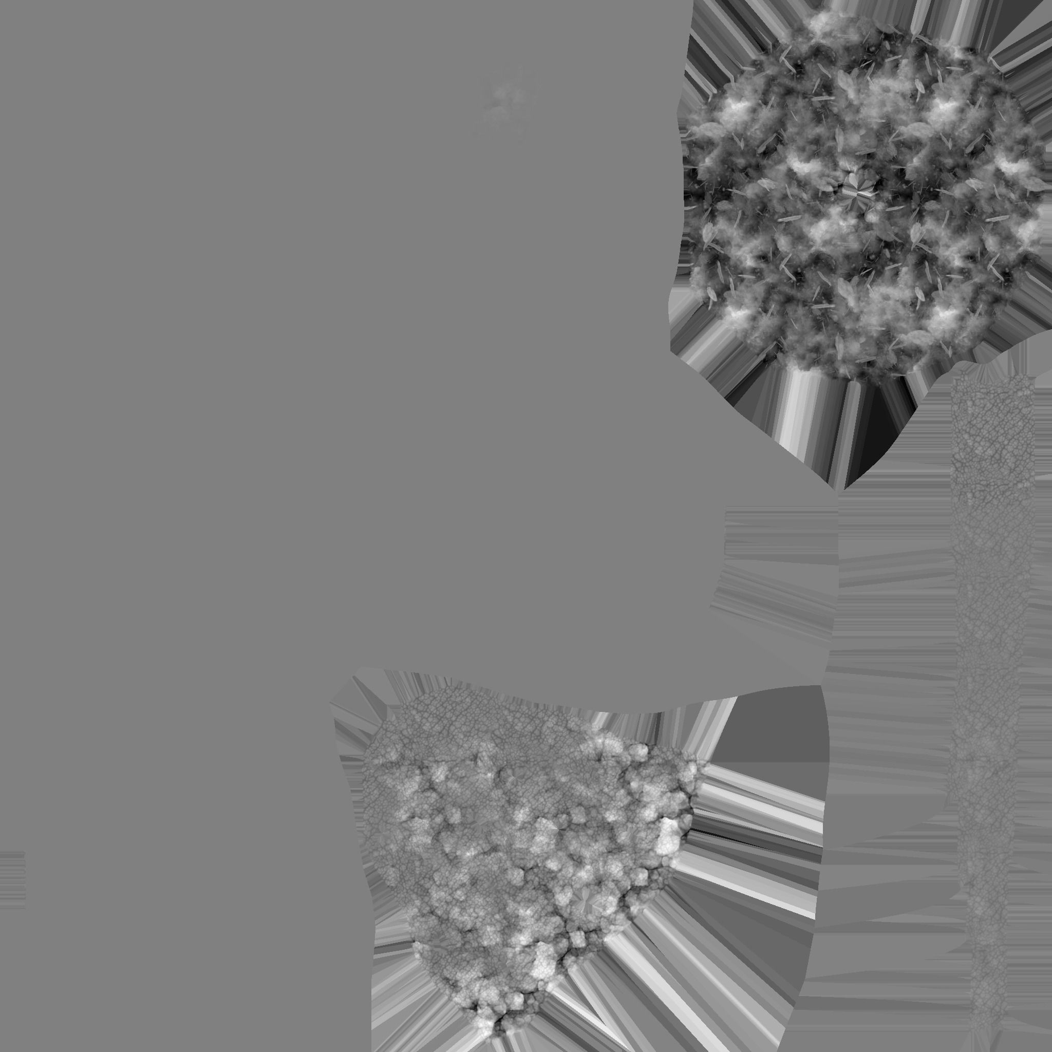 Plant elephantear  Chinese money plant Low-poly 3D model_7