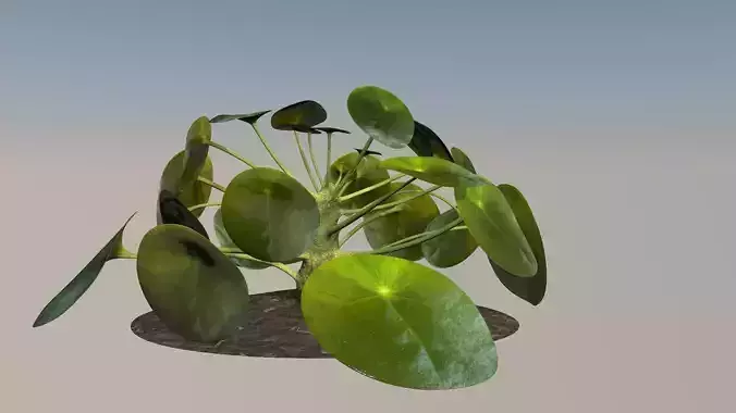 Plant elephantear  Chinese money plant Low-poly 3D model