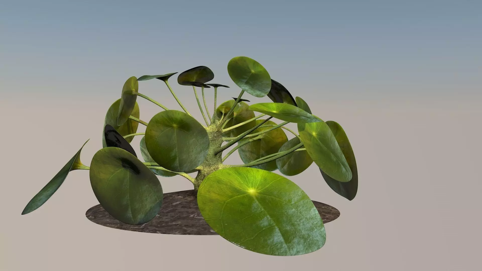 Plant elephantear  Chinese money plant Low-poly 3D model_0