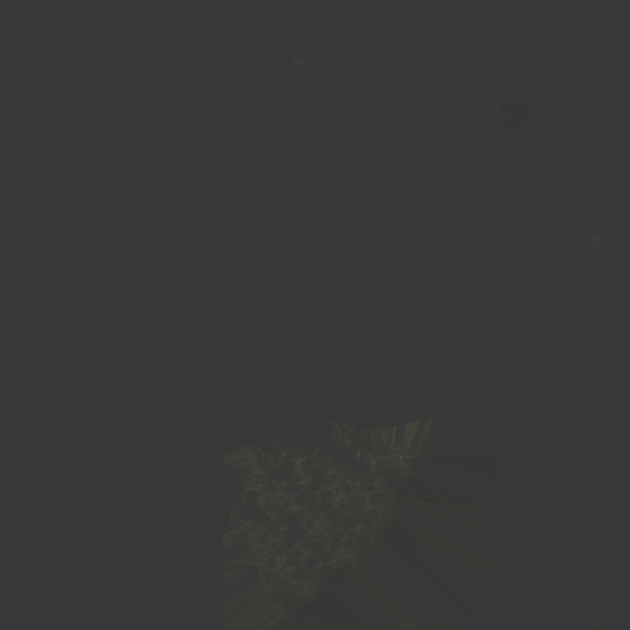 Plant elephantear  Chinese money plant Low-poly 3D model_8