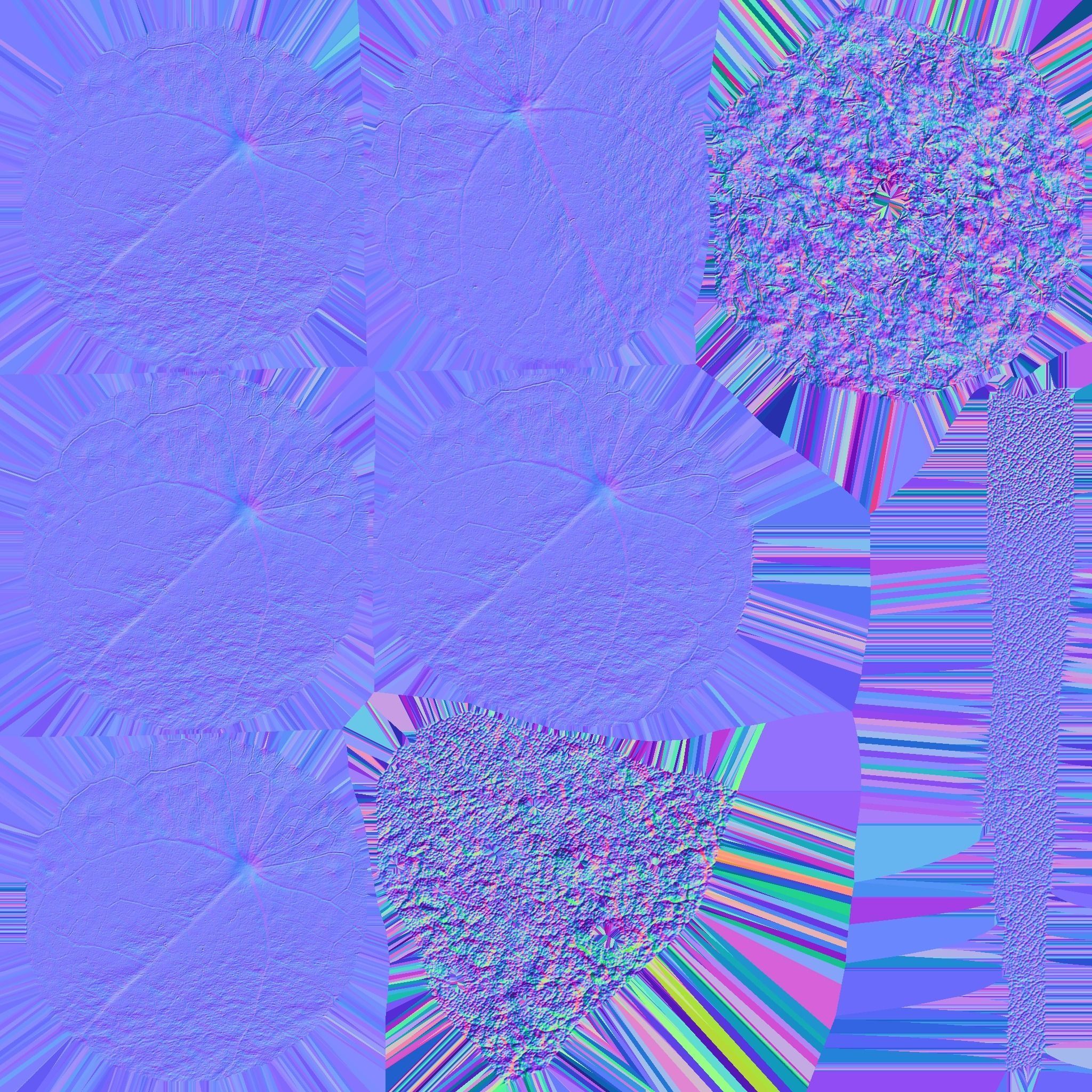 Plant elephantear  Chinese money plant Low-poly 3D model_9