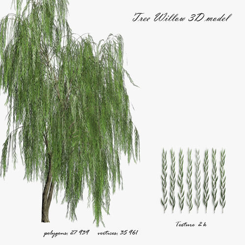 Willow tree  Low-poly 3D model