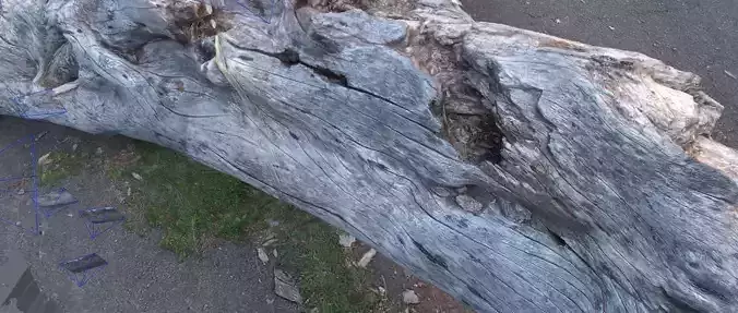 Tree Trunk