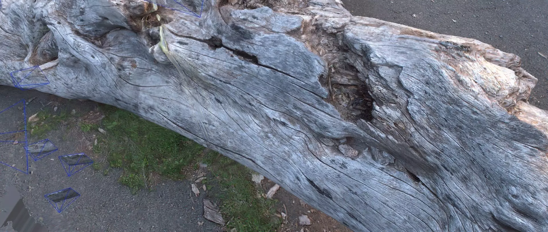 Tree Trunk Free 3D model