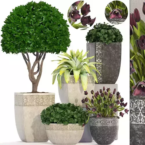Collection of plants in classic pots