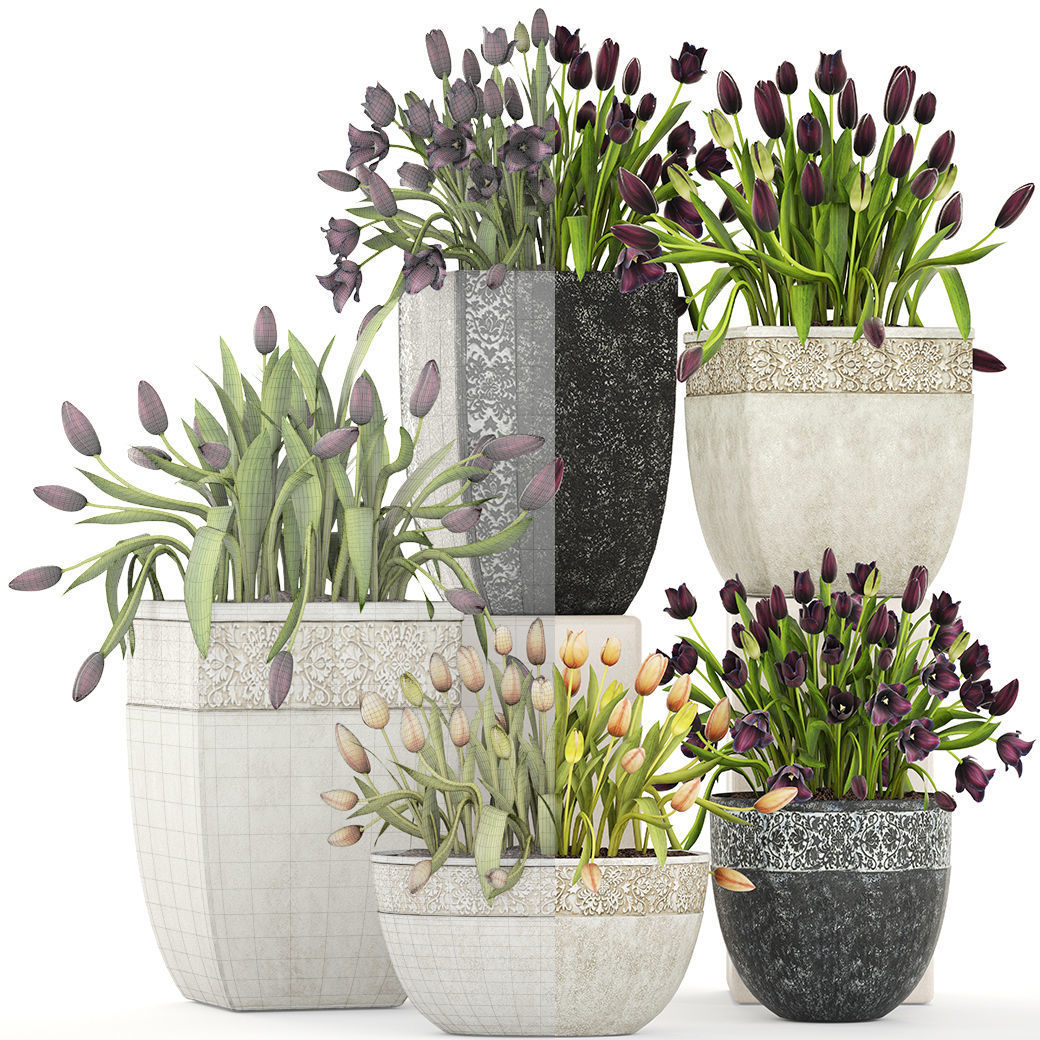 Large collection of classic outdoor pots with tulip flowers 3D model_3
