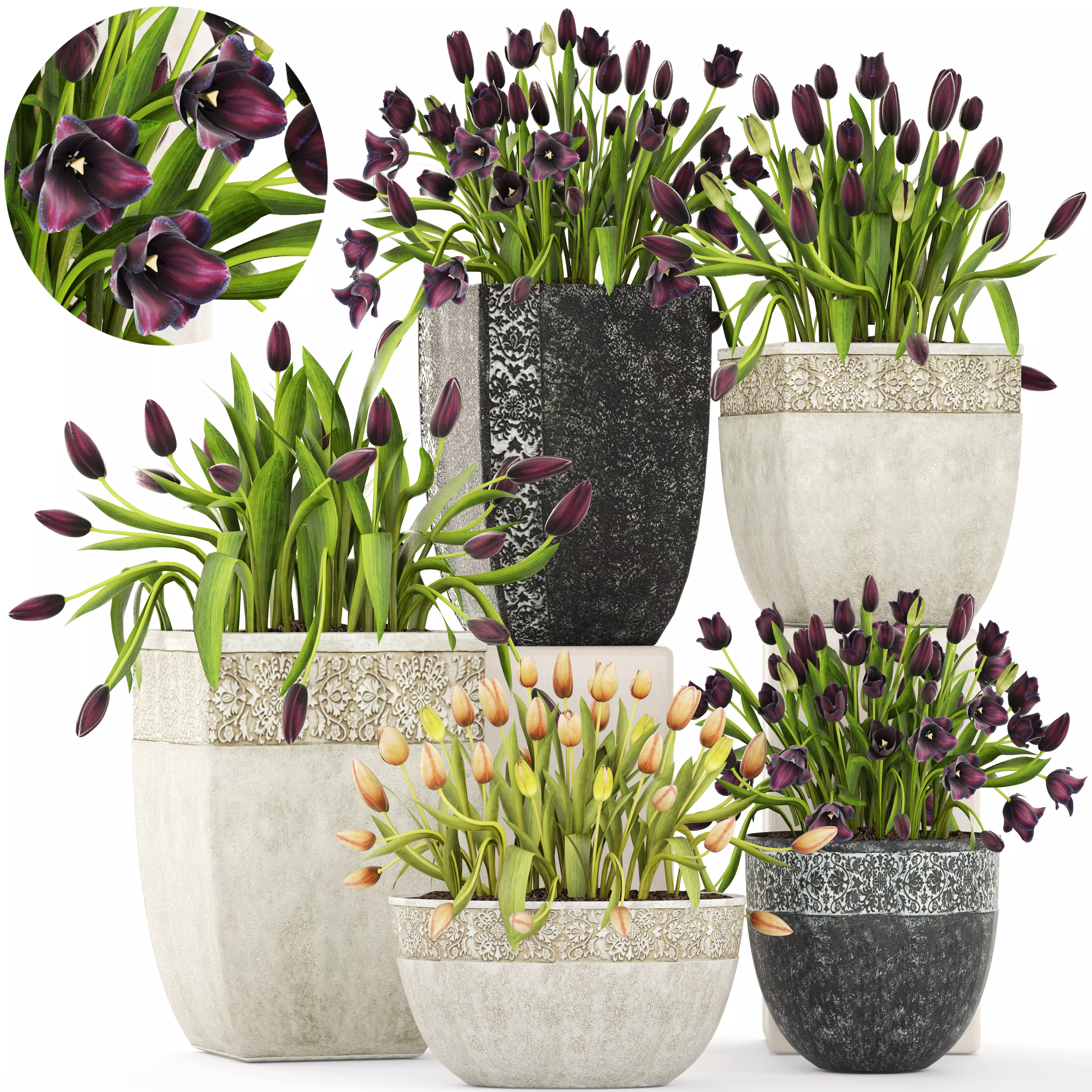 Large collection of classic outdoor pots with tulip flowers 3D model_0
