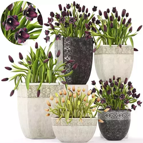 Large collection of classic outdoor pots with tulip flowers