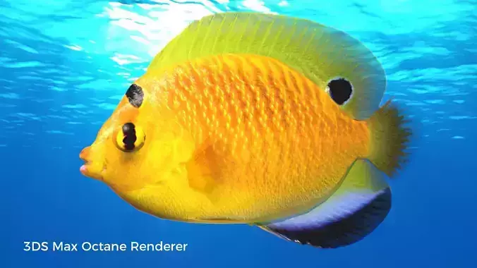 Yellow Angel Fish Low-poly 3D model
