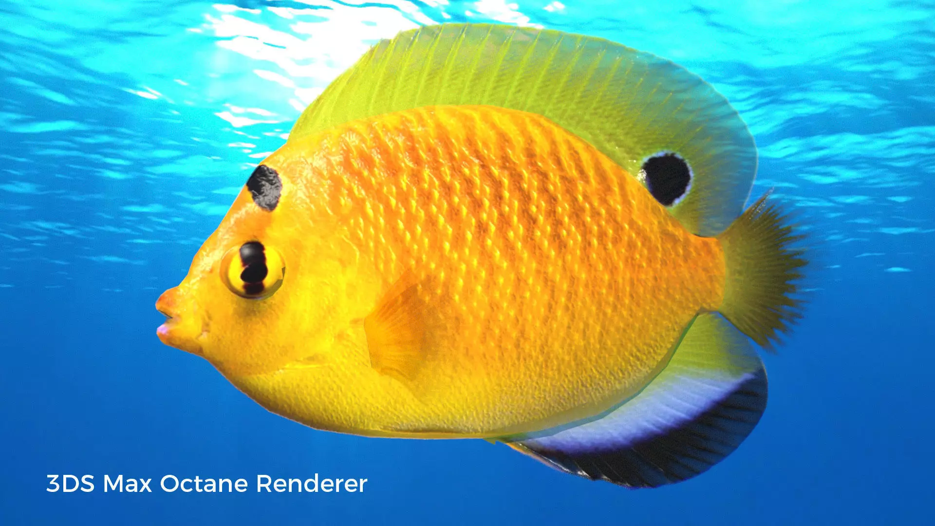 Yellow Angel Fish Low-poly 3D model