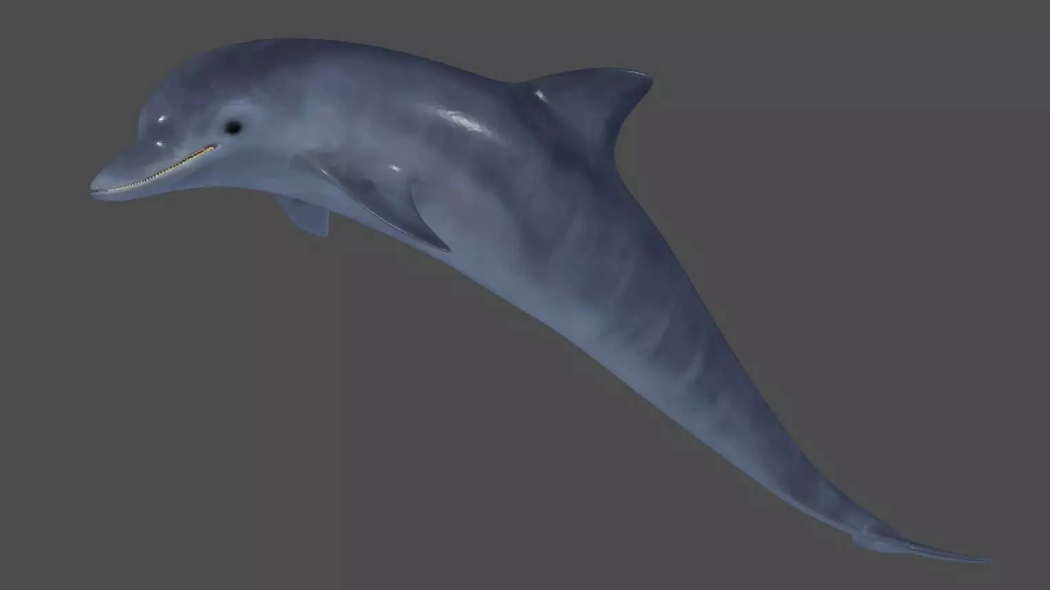 Handpainted textured dolphin 3D model_0