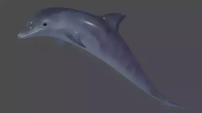 Handpainted textured dolphin 3D model