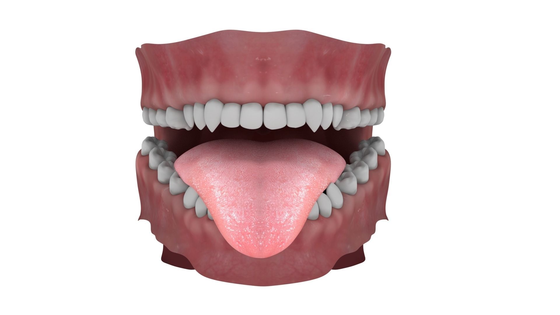 Teeth and Tongue Rigged 3D model_6