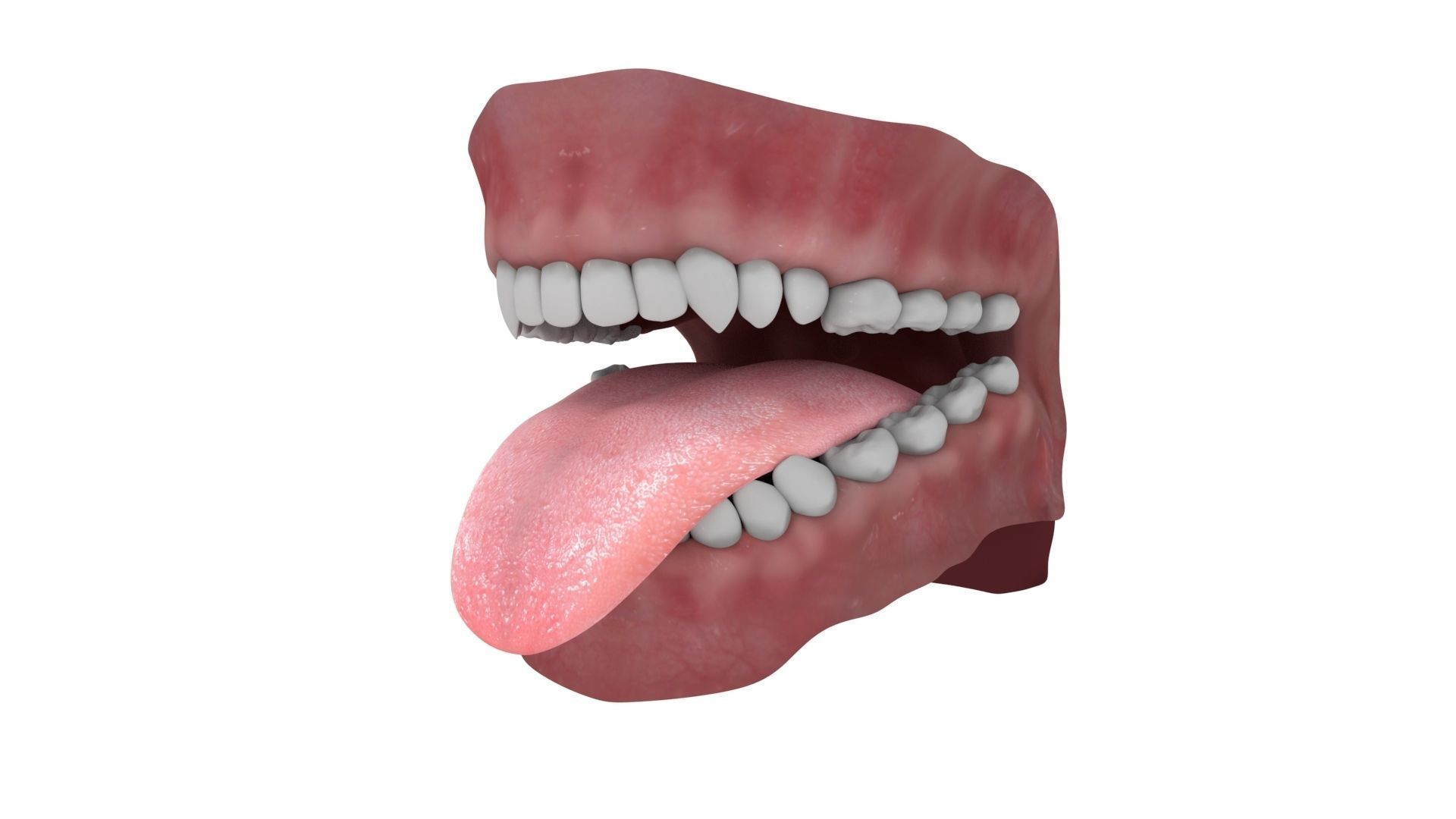 Teeth and Tongue Rigged 3D model_4