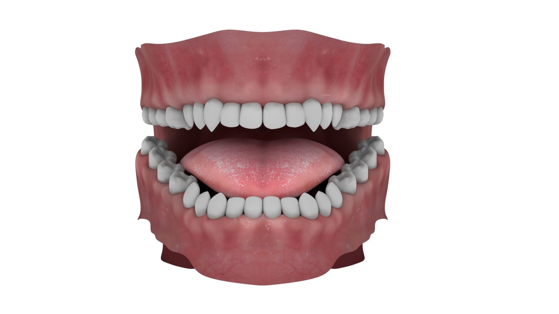 Teeth and Tongue Rigged 3D model_2
