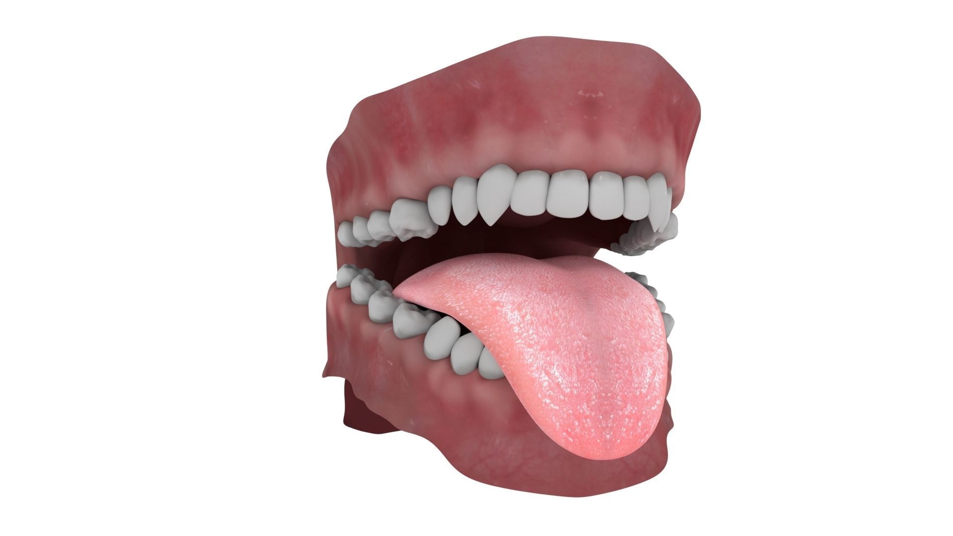 Teeth and Tongue Rigged 3D model_7