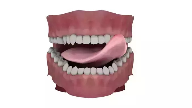 Teeth and Tongue Rigged 3D model