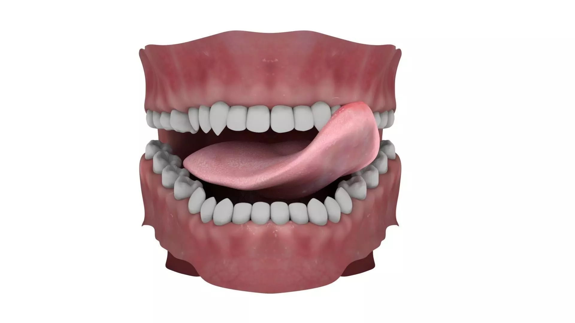 Teeth and Tongue Rigged 3D model_0