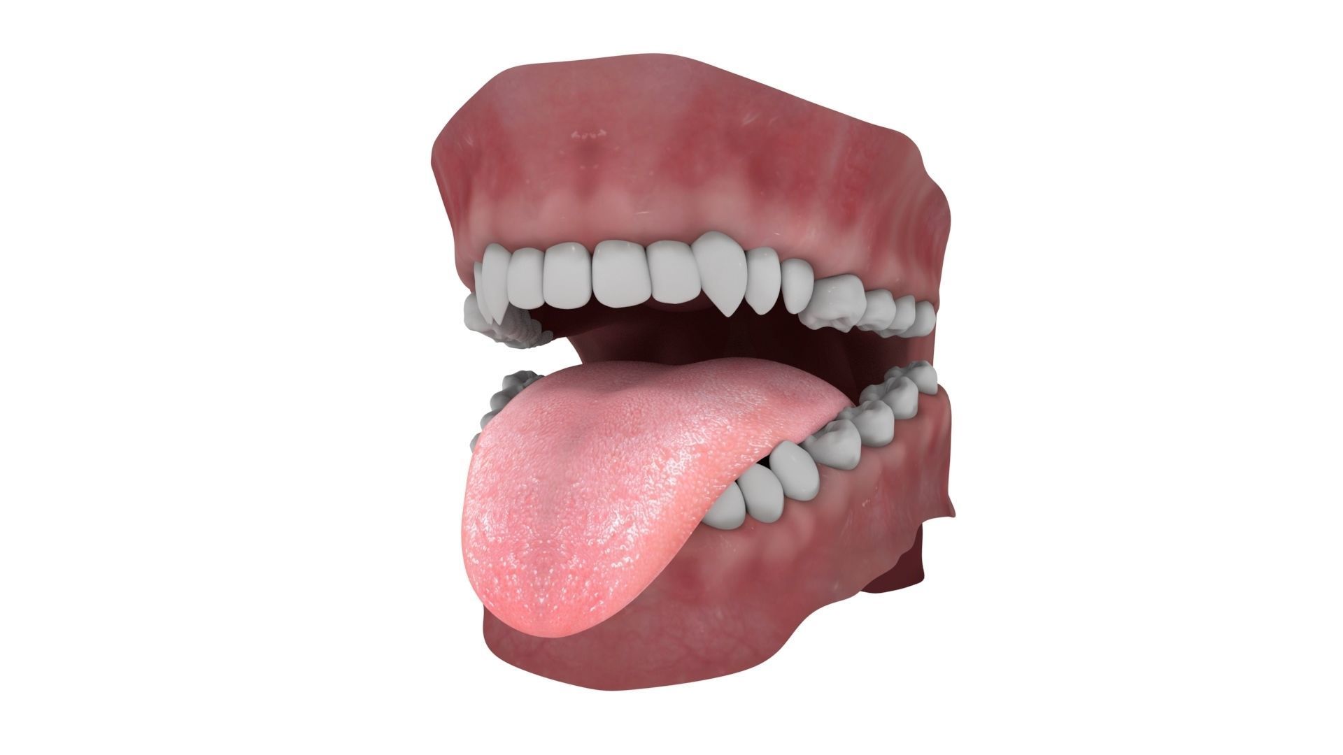 Teeth and Tongue Rigged 3D model_5