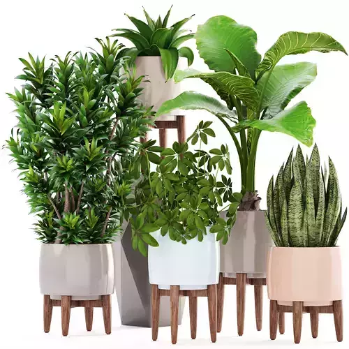 Collection plants potted on wooden legs 3D model