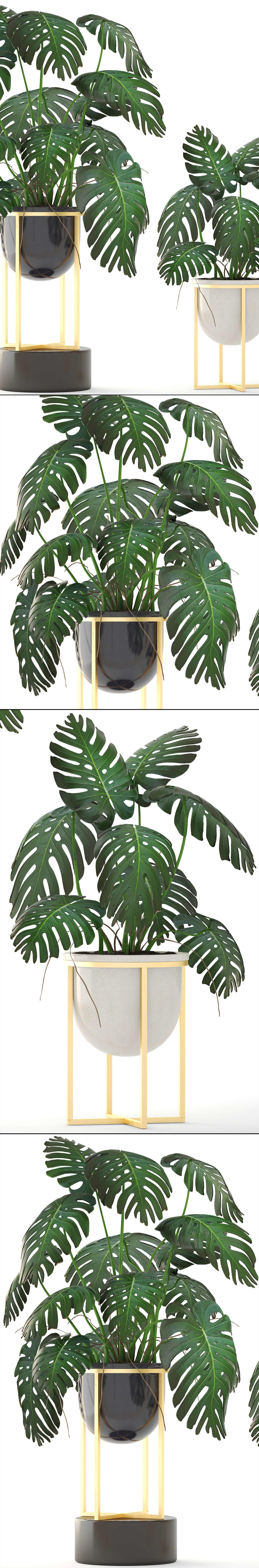 Monstera monster plant in gold stand 3D model_10
