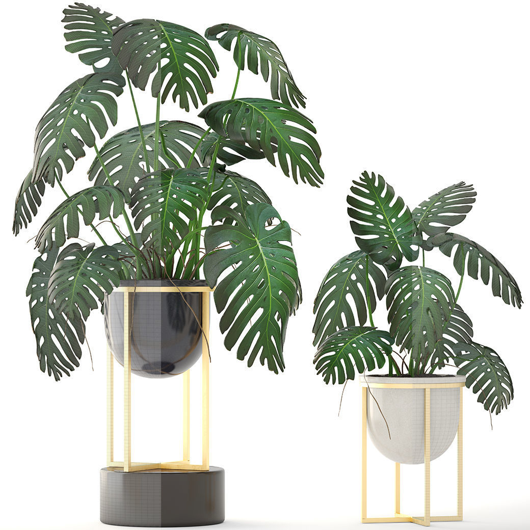 Monstera monster plant in gold stand 3D model_2
