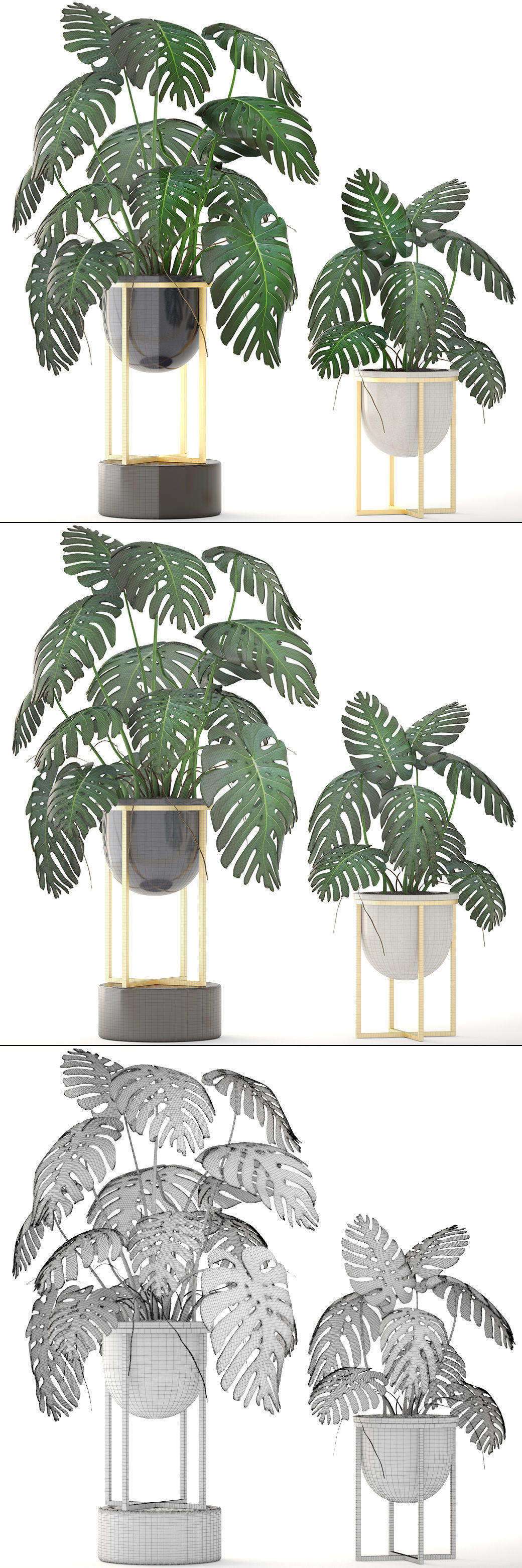 Monstera monster plant in gold stand 3D model_7