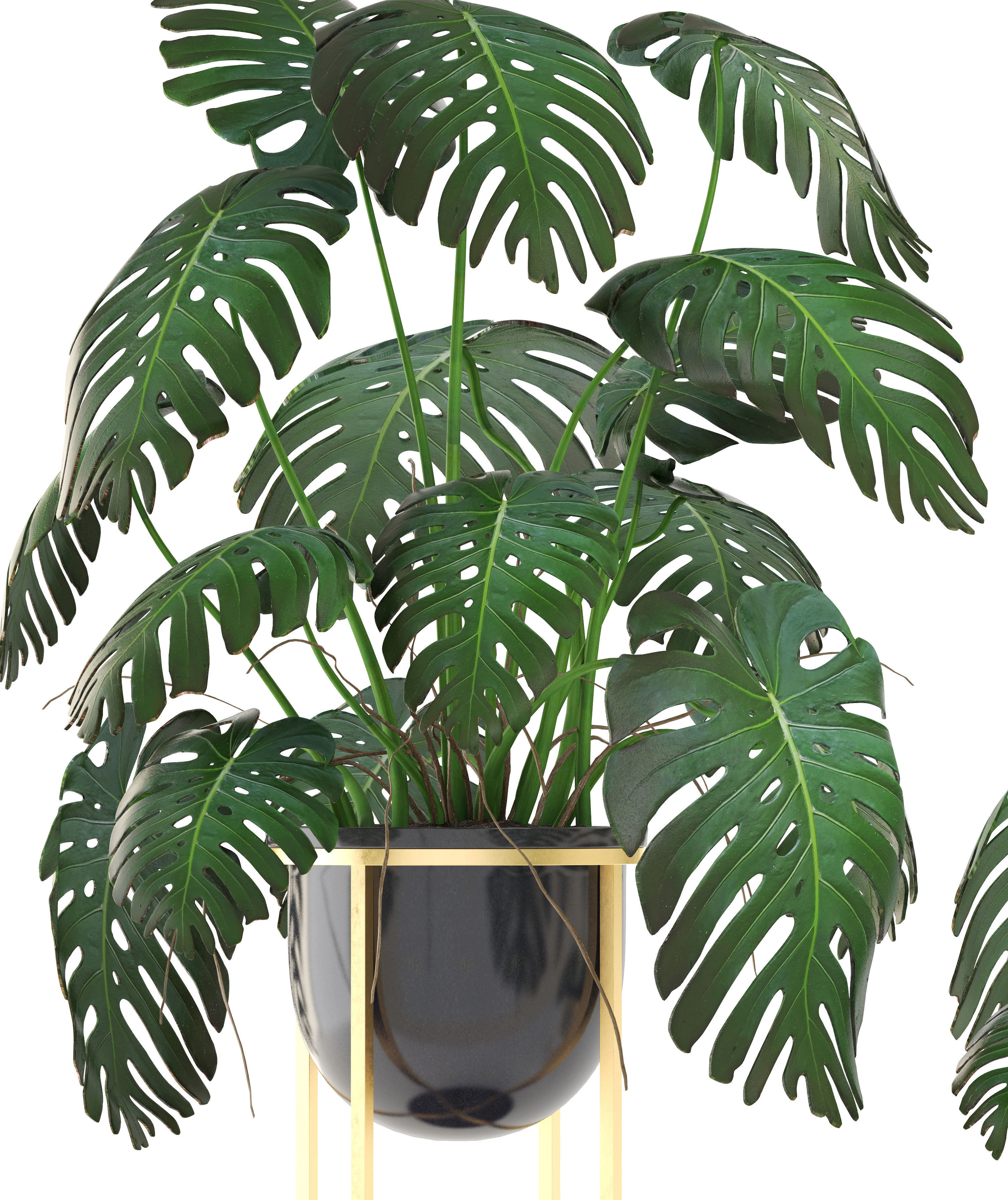 Monstera monster plant in gold stand 3D model_9