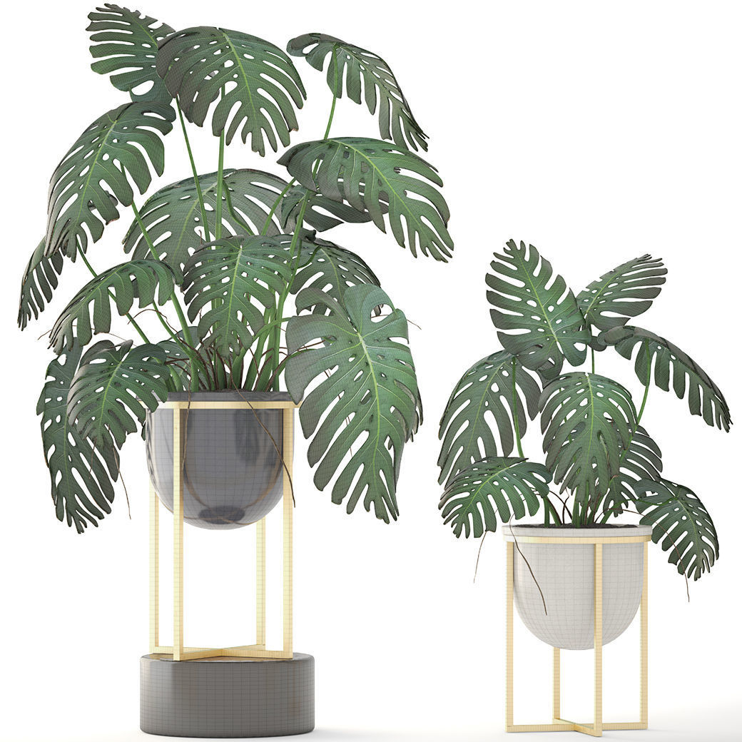Monstera monster plant in gold stand 3D model_3
