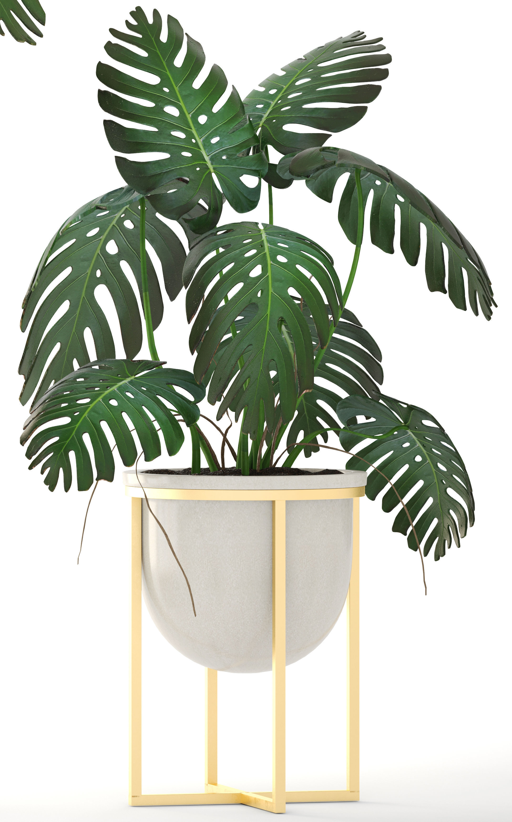 Monstera monster plant in gold stand 3D model_1