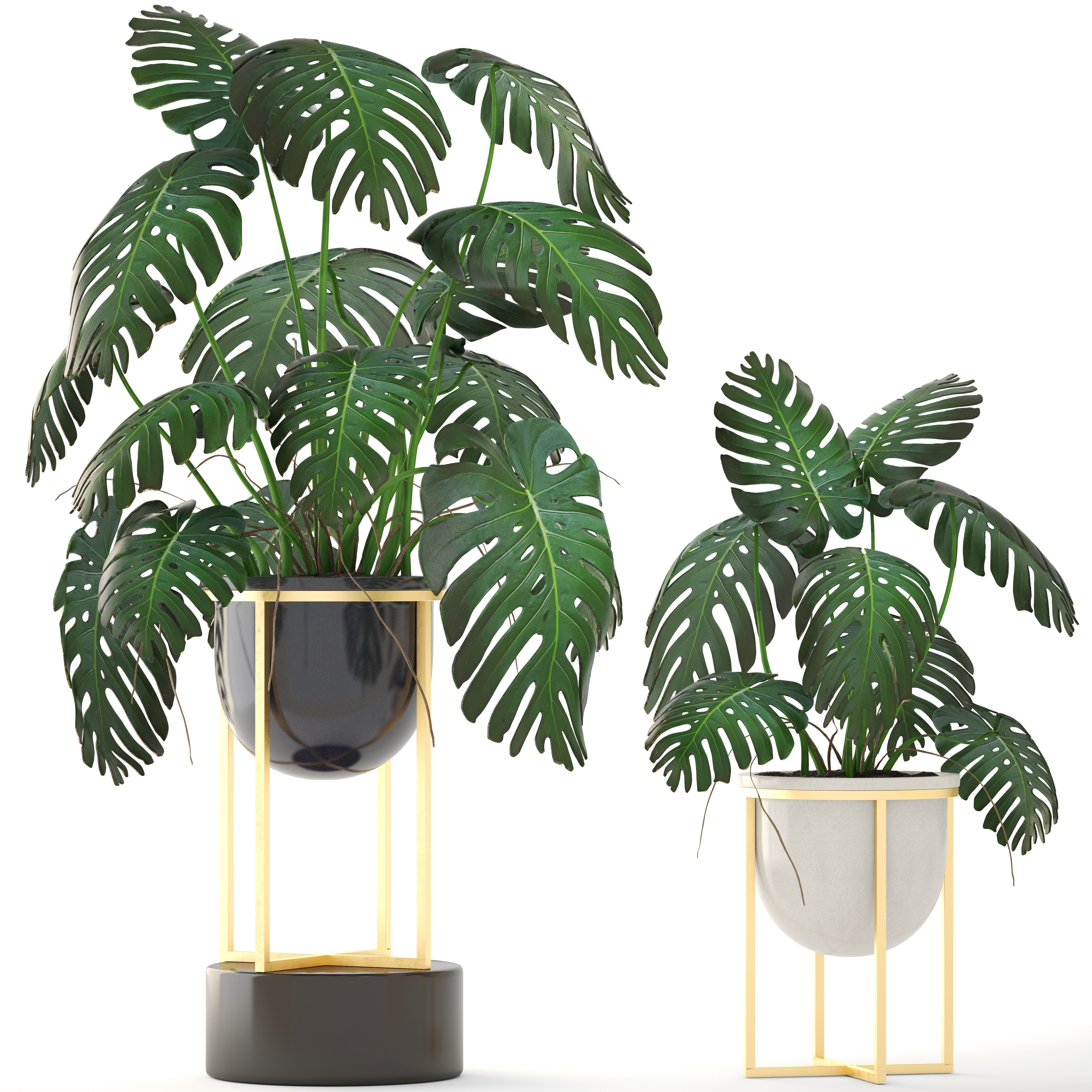 Monstera monster plant in gold stand 3D model_5