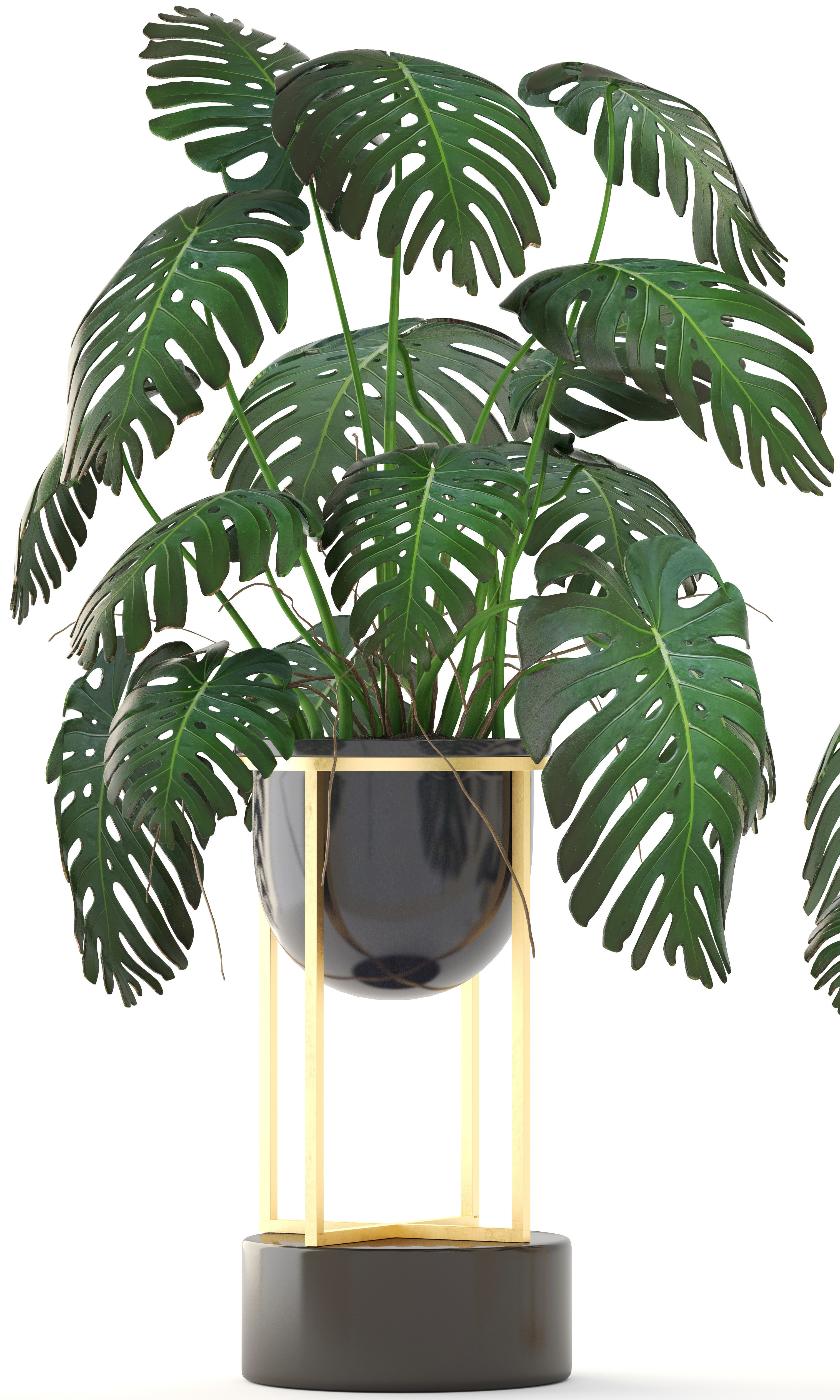 Monstera monster plant in gold stand 3D model_4