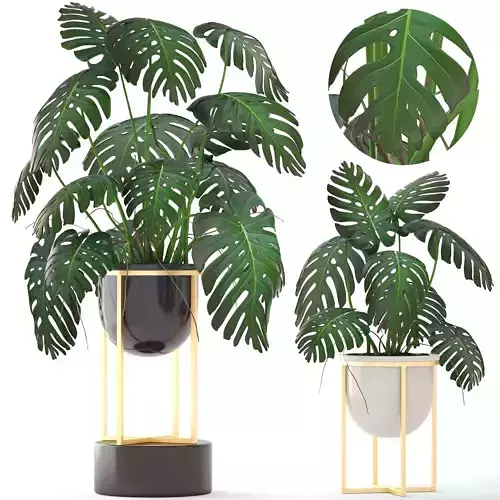 Monstera monster plant in gold stand
