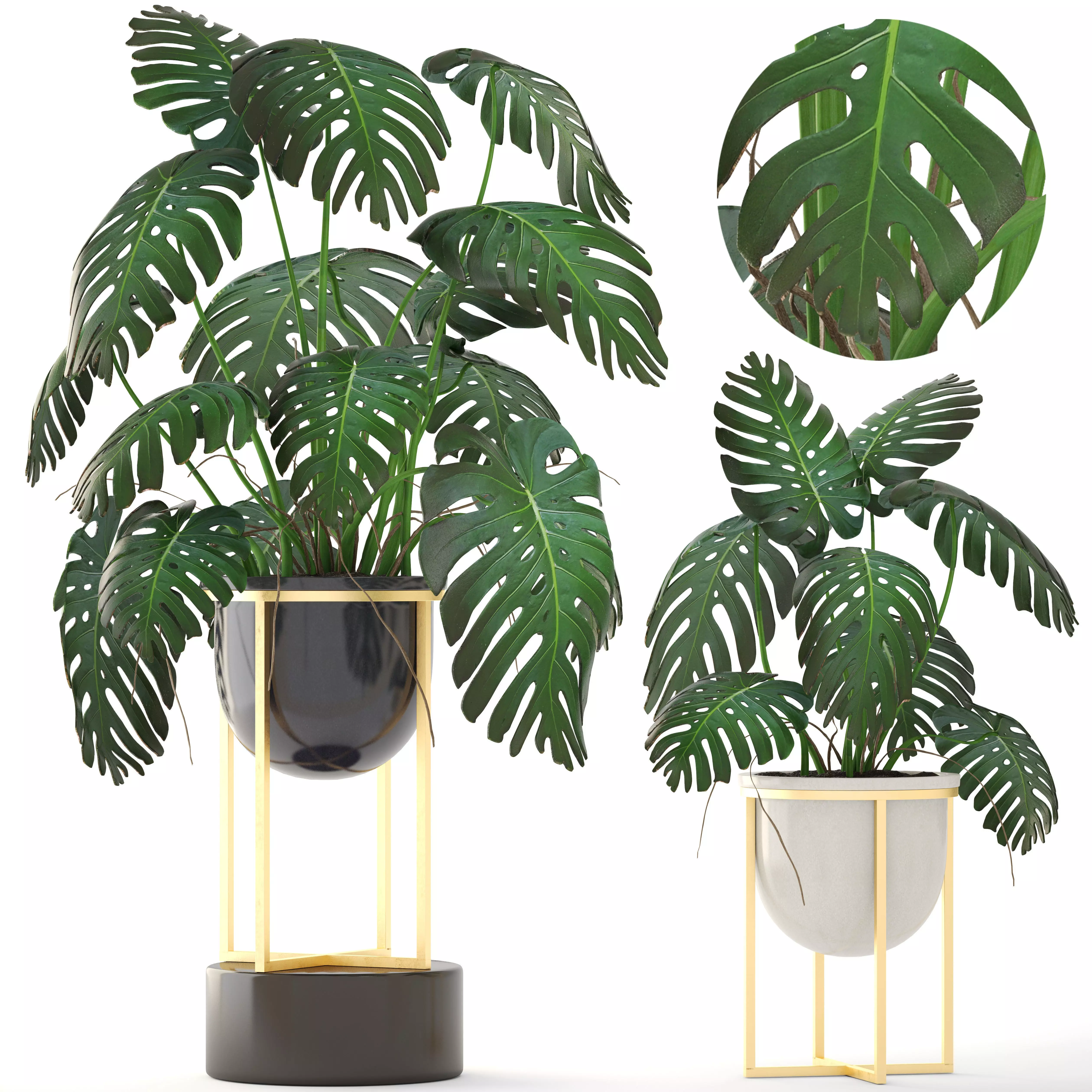 Monstera monster plant in gold stand 3D model_0
