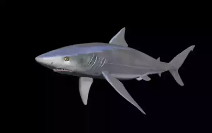 shark attack Low-poly 3D model