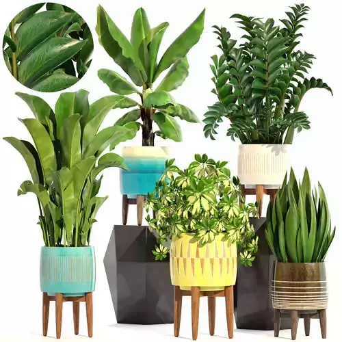 Collection plants potted 3D model