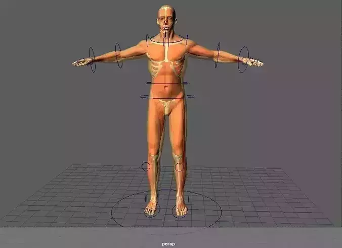 Human Anatomy Male Rig 3D model